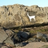 stag-rock-1