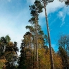 square-wood-3
